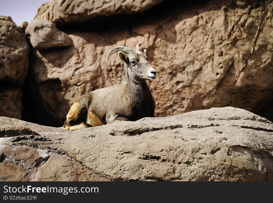 Big horn sheep