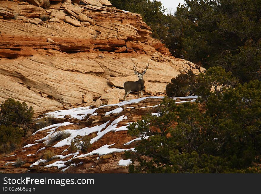 Deer in Canyonlands National Park, Utah, USA