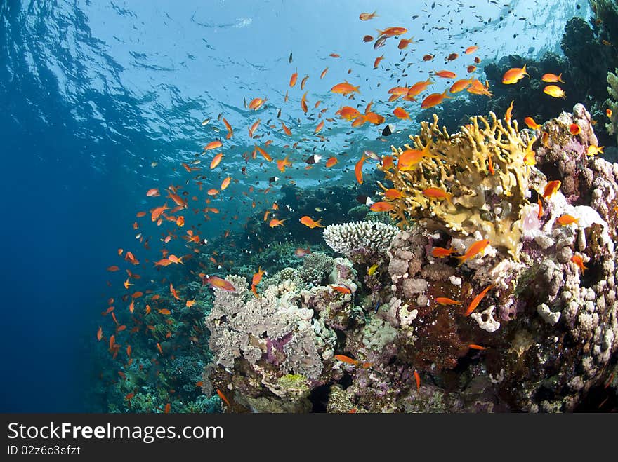 Vibrant and colourful tropical coral reef.