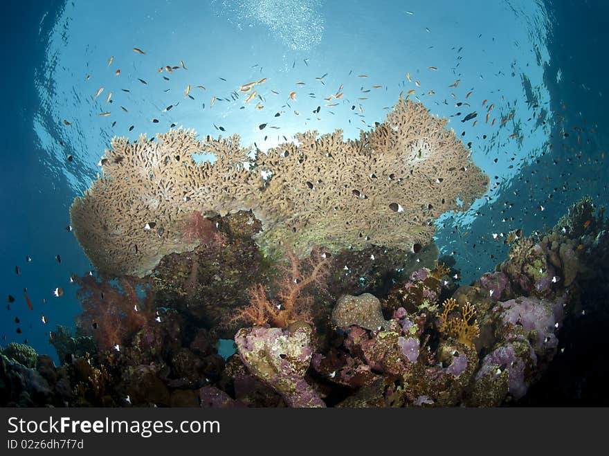 Low-angle view of a tropical table coral for