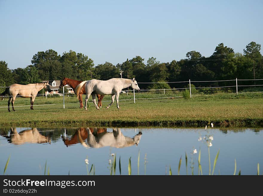 Horses meeting by a pond