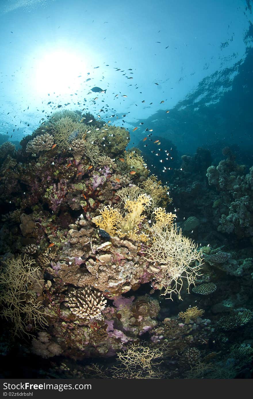 Vibrant and colourful tropical coral reef scene.