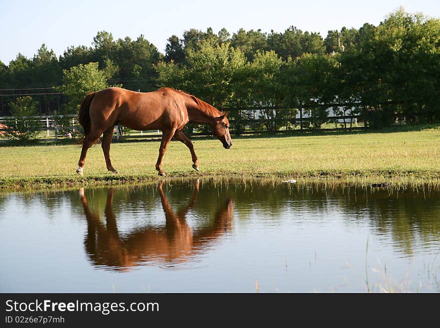 Brown horse walking along side a pond, with reflection in the water. Brown horse walking along side a pond, with reflection in the water.