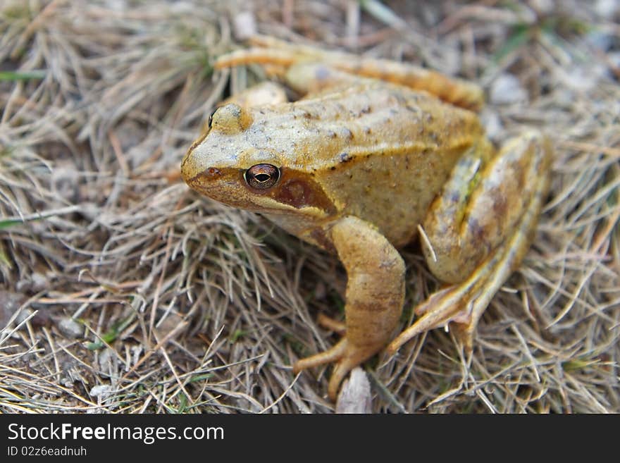 Frog