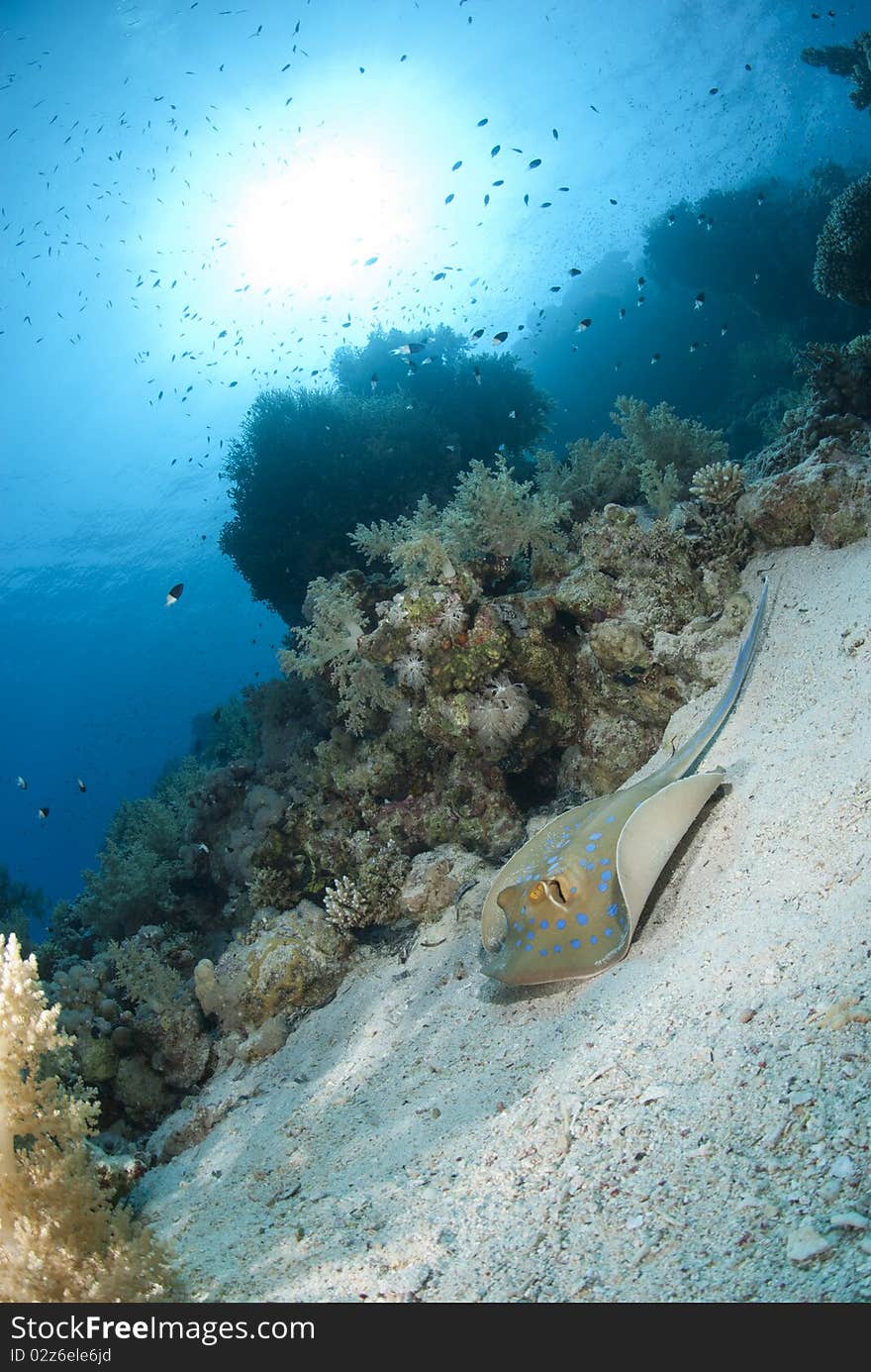 Bluespotted stingray resting on a coral reef.