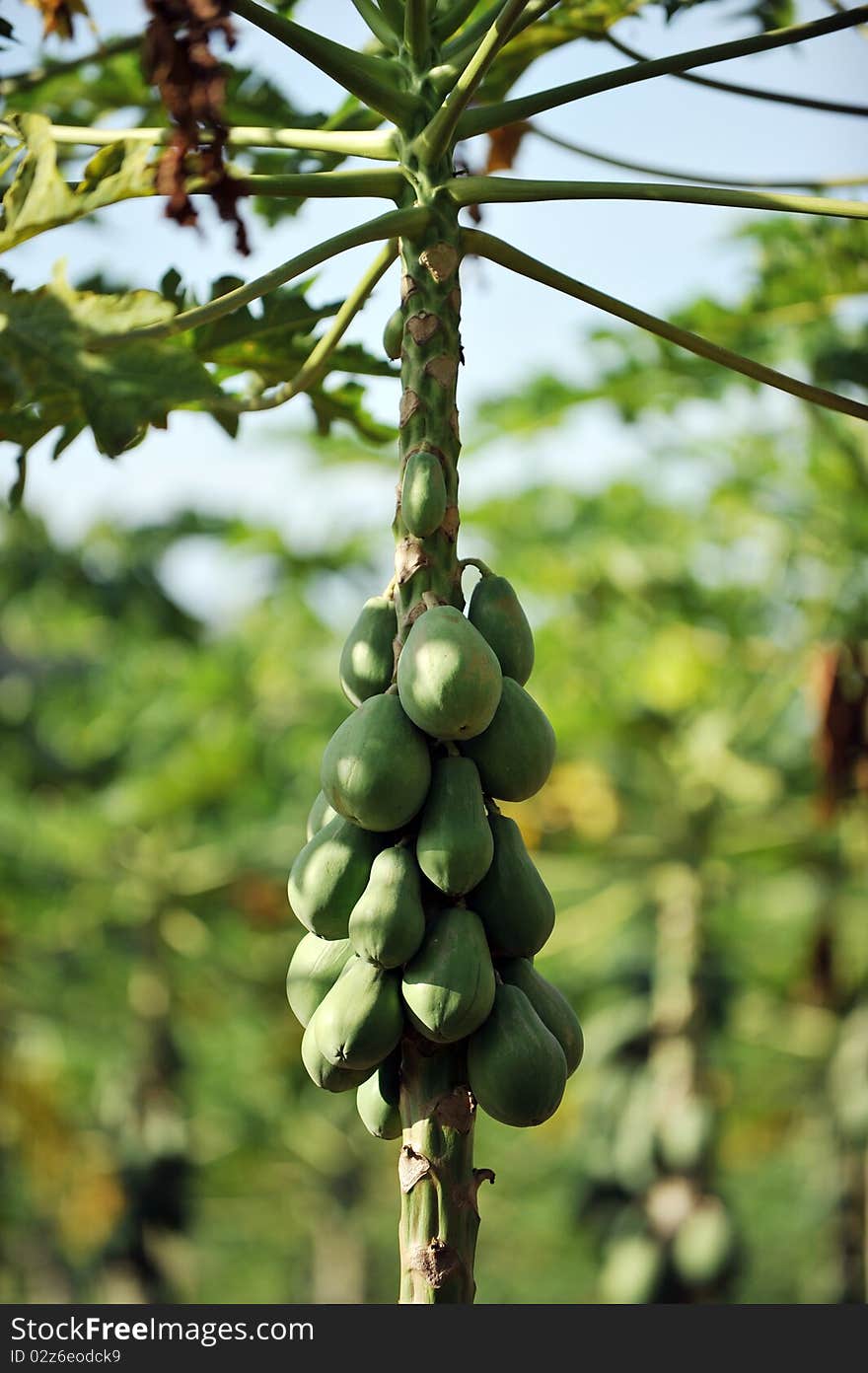 Papaya Tree with Green Papayas, sunny day.