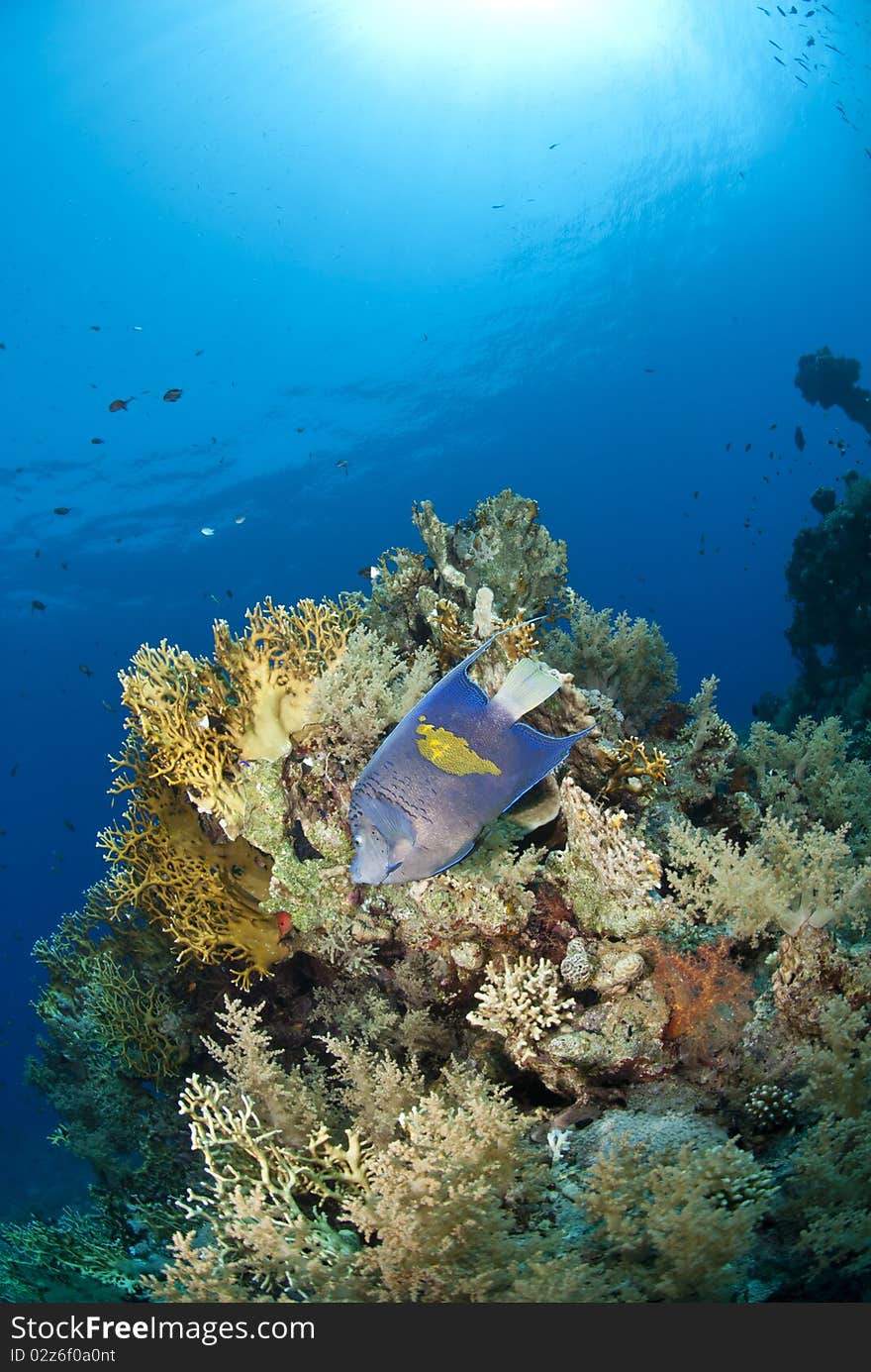 A Yellowbar angelfish on a tropical coral reef.