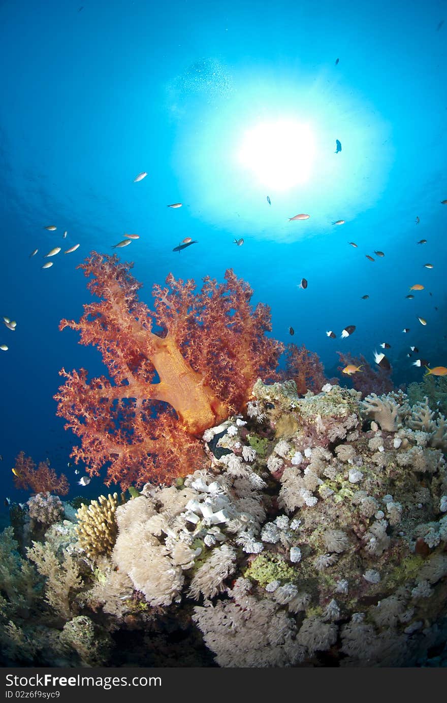 Vibrant and colourful tropical coral reef scene.