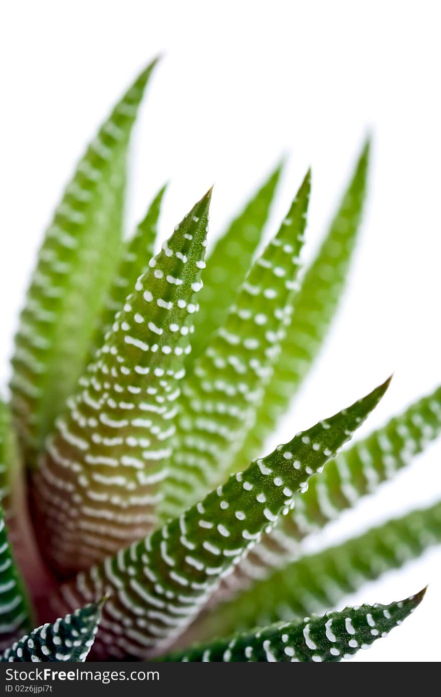 Aloe Vera Leaves