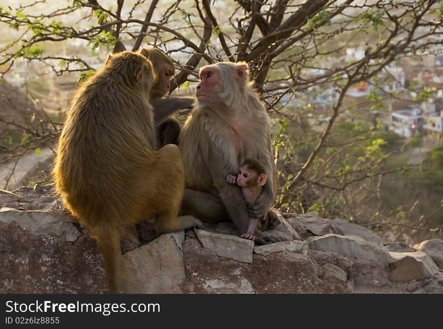 Monkey family is sitting in the sun