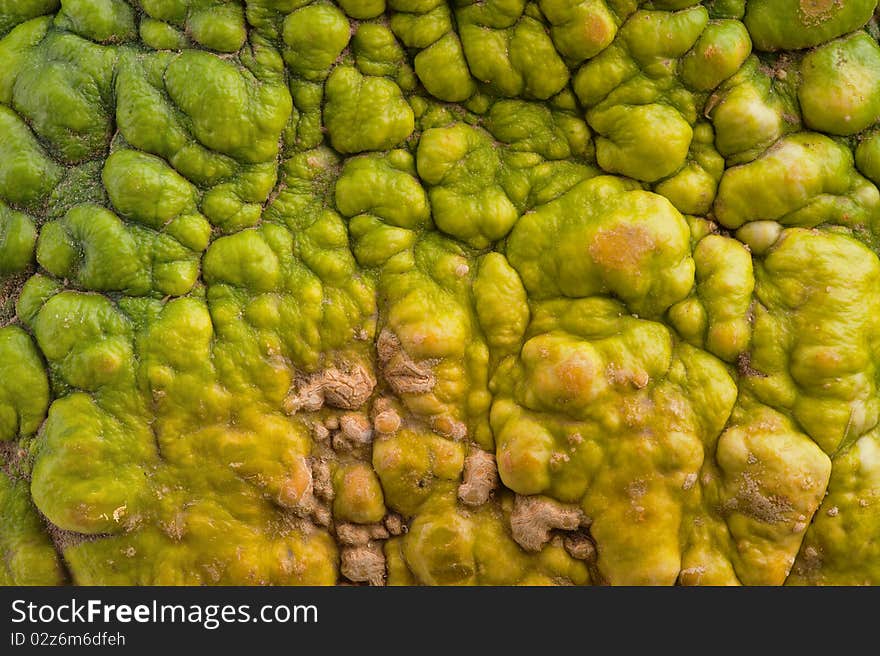 Close-up of colourful pumpkin. Pumpkin is ecological and natural, grew in rural garden. Close-up of colourful pumpkin. Pumpkin is ecological and natural, grew in rural garden.