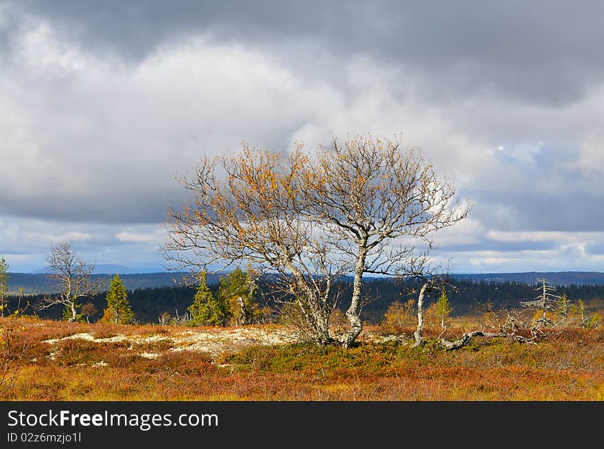 Mountain tundra in central Sweden, in the fall.