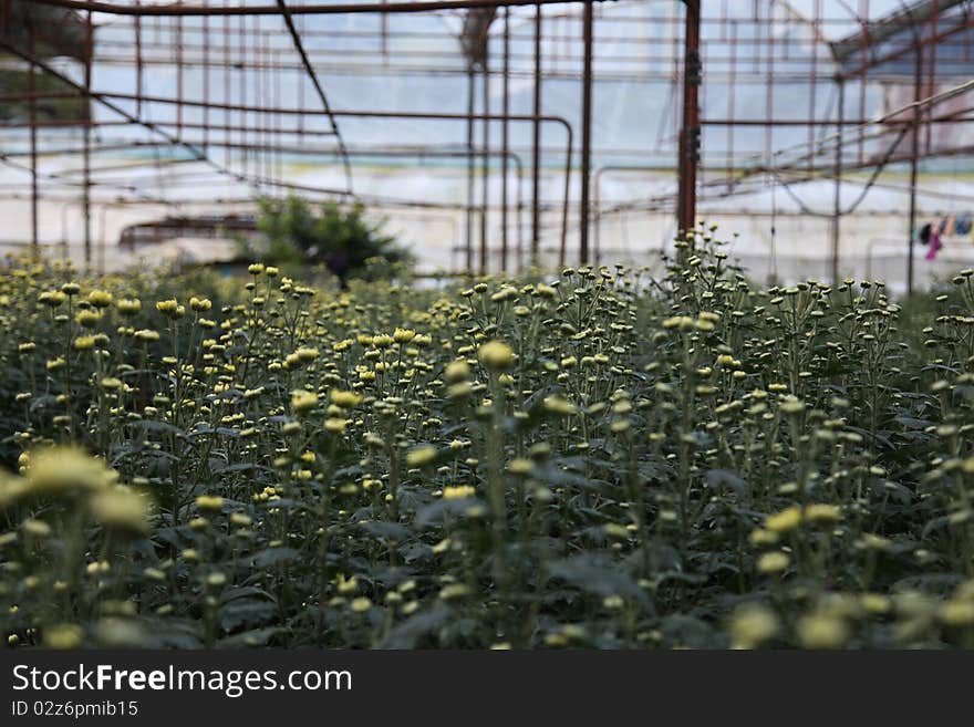 Flower Farm