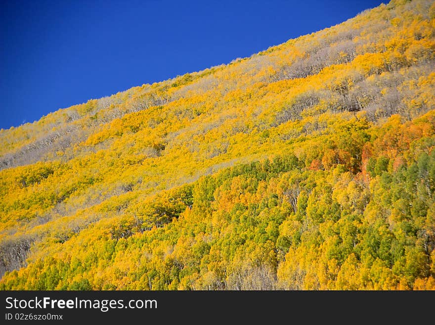 A beautiful aspen grove in the fall. A beautiful aspen grove in the fall.