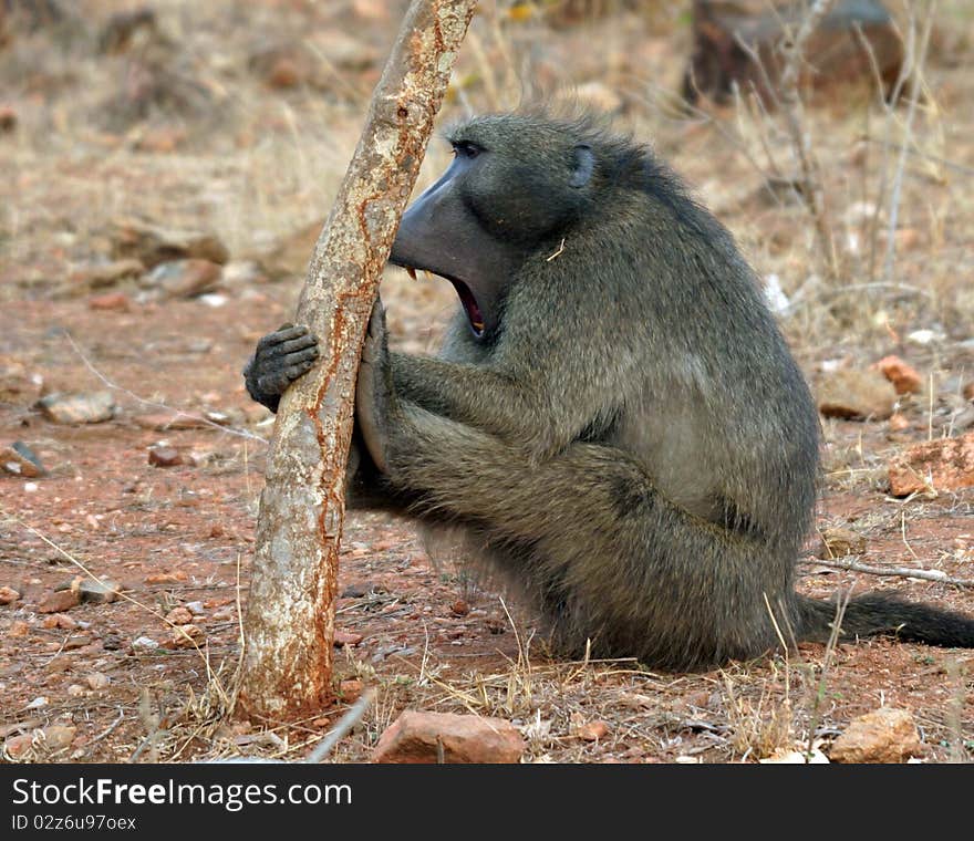 This photo was taken early one morning in the Kruger Park. This photo was taken early one morning in the Kruger Park.