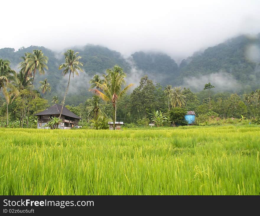 Green rice fields in Maninjau village near Bukittinggi, Sumatra