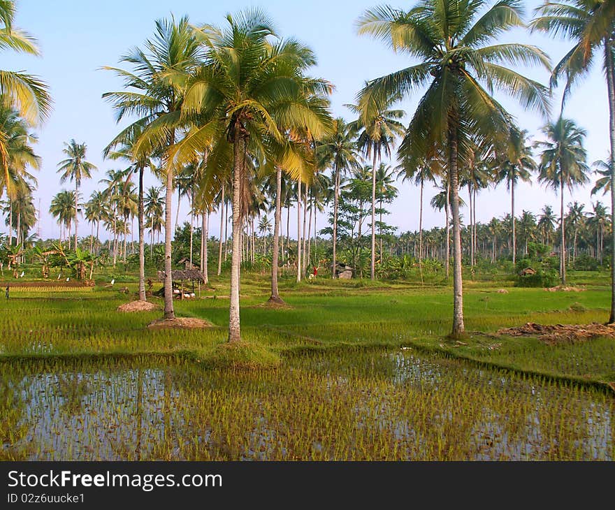 Suger palms