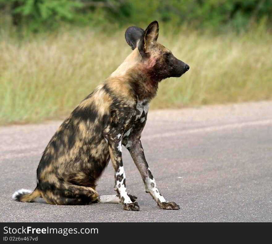 Photo was taken in the Kruger Nat Park, near Pretoriuskop camp. Photo was taken in the Kruger Nat Park, near Pretoriuskop camp.