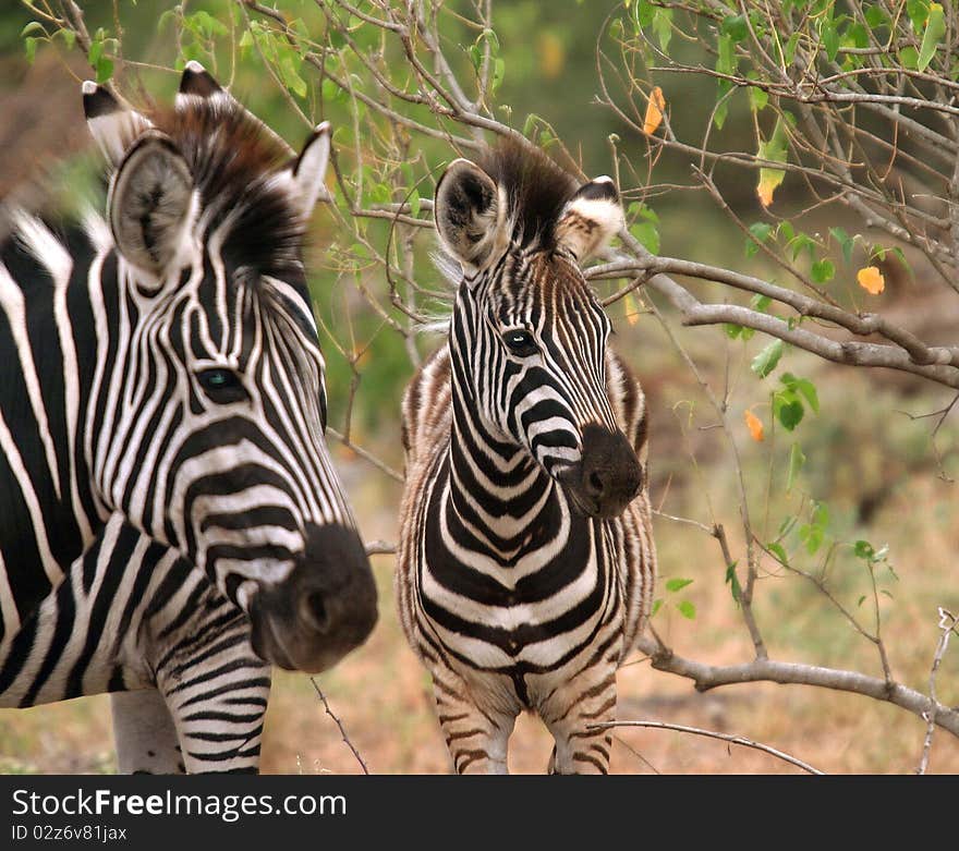 The photo was taken near Satara in the Kruger Park/. The photo was taken near Satara in the Kruger Park/