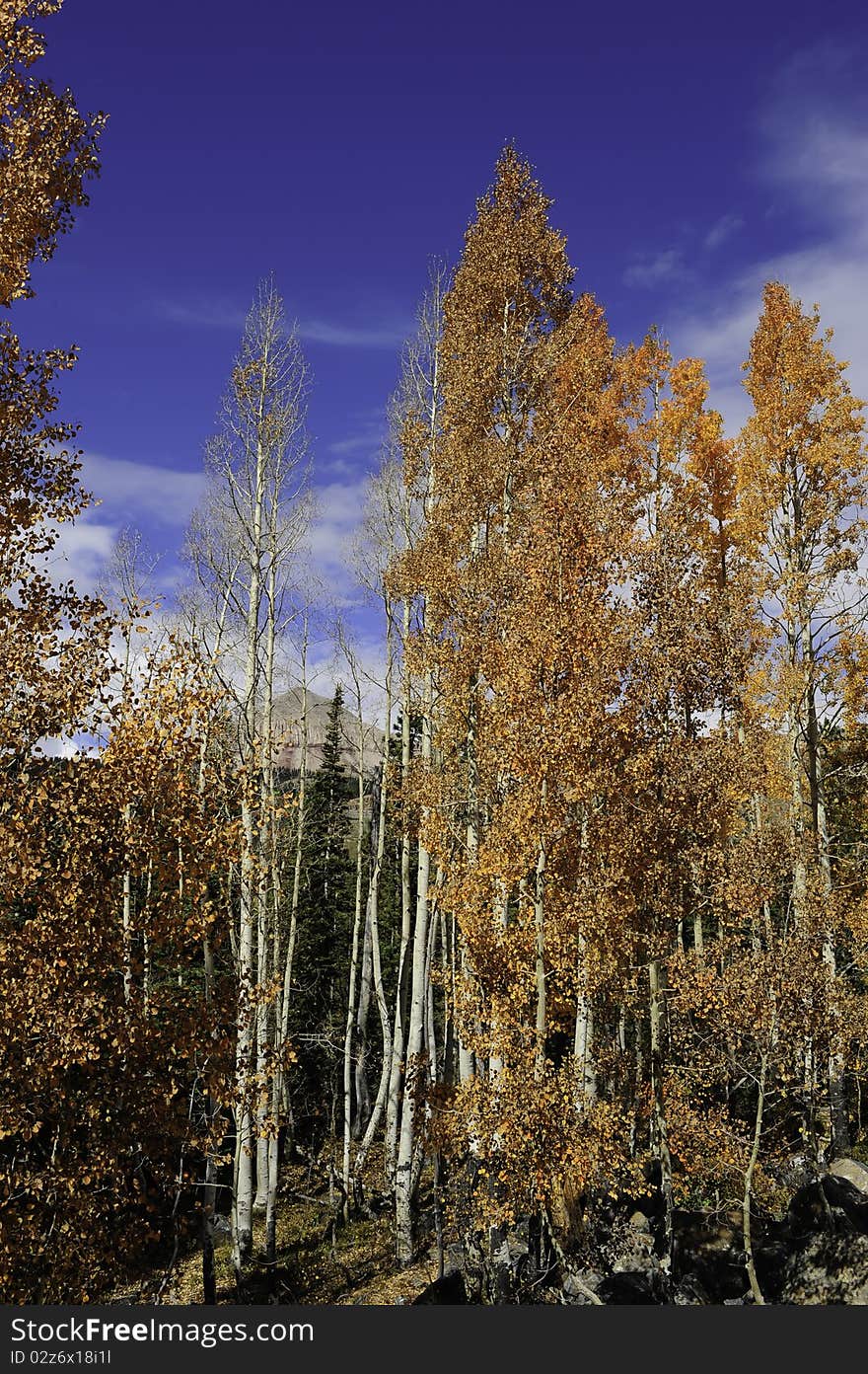 Red aspens leaves