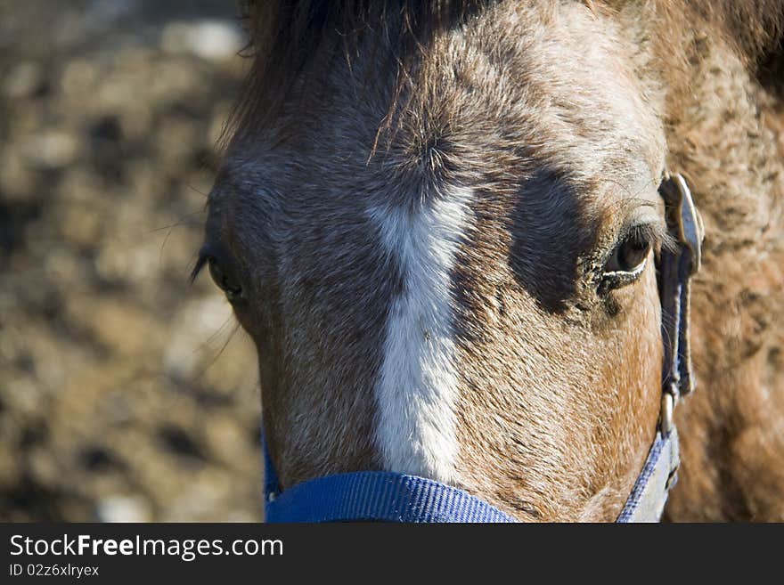 Horse in the foreground with the background out of focus