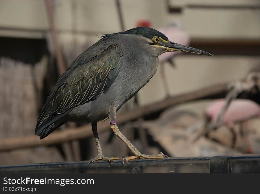 Beautiful bird - Family Ardeidae Herons, Egrets, Bitterns.