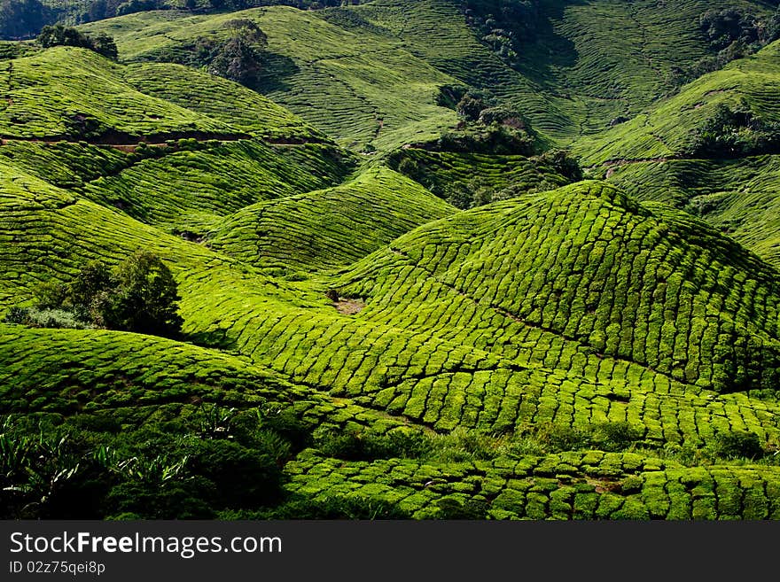 Tea plantation in cameron highland in Malaysia. Tea plantation in cameron highland in Malaysia.