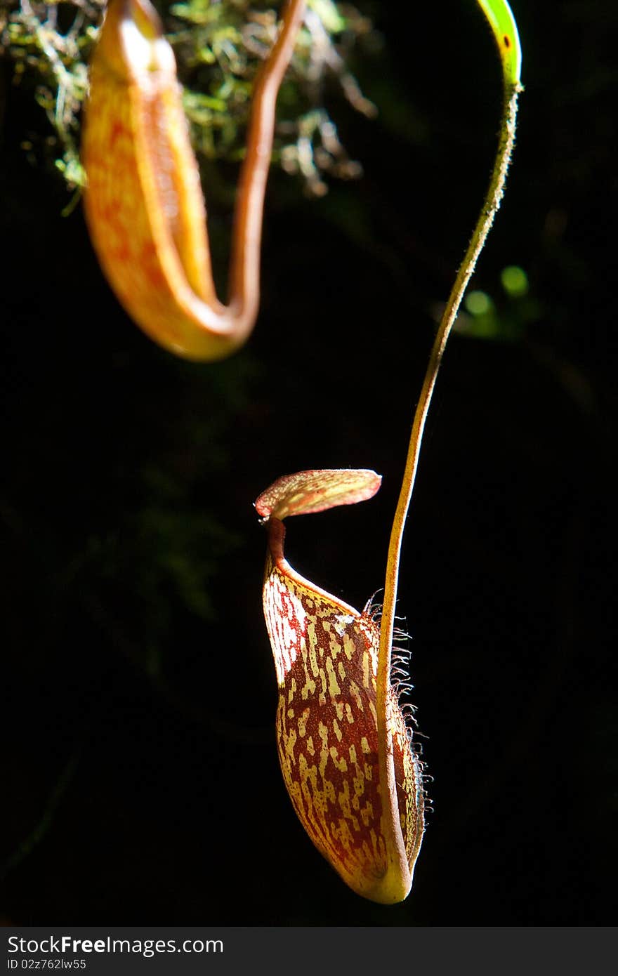 Nepenthes Alata Flower or Pitcher Plant