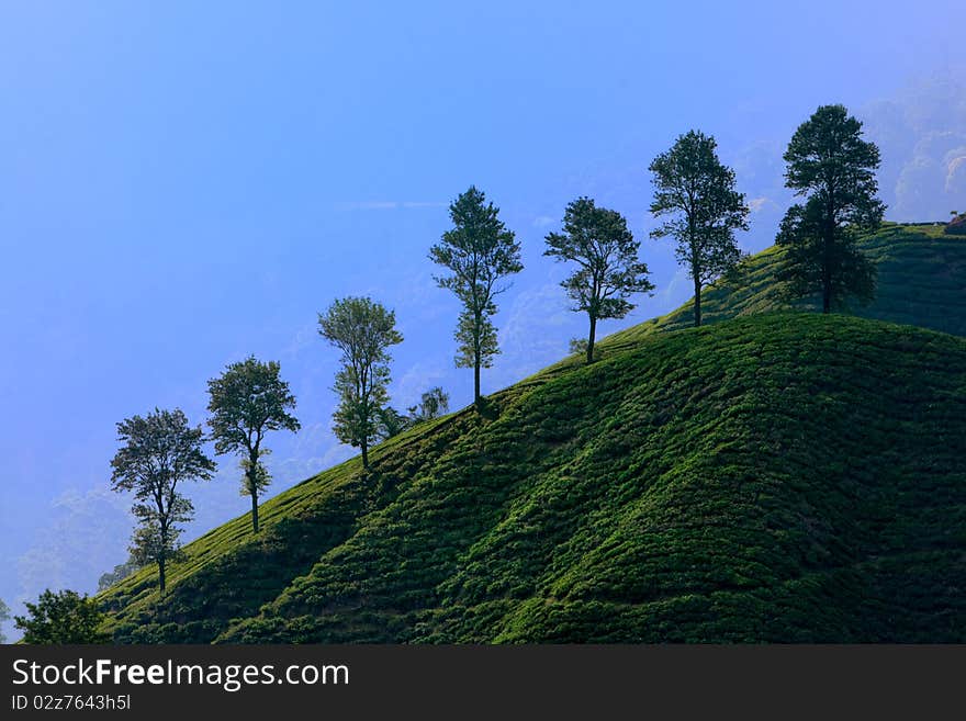 Tea plantation in cameron highland in Malaysia.