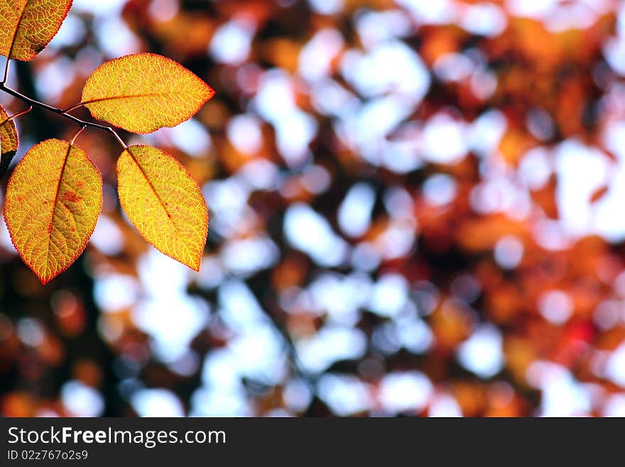 Autumn, colorful leaves in a city park