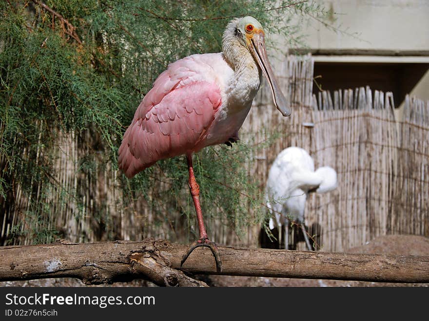 Beautiful bird - Roseate Spoonbill (Platalea ajaja, Location Oceanografic Park, Valencia). Beautiful bird - Roseate Spoonbill (Platalea ajaja, Location Oceanografic Park, Valencia)