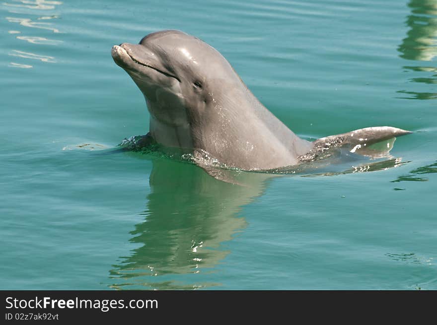 Dolphin playing in the water