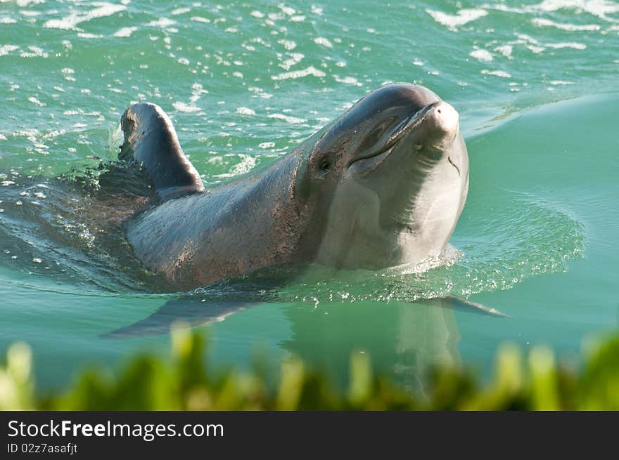 Dolphin playing in the water