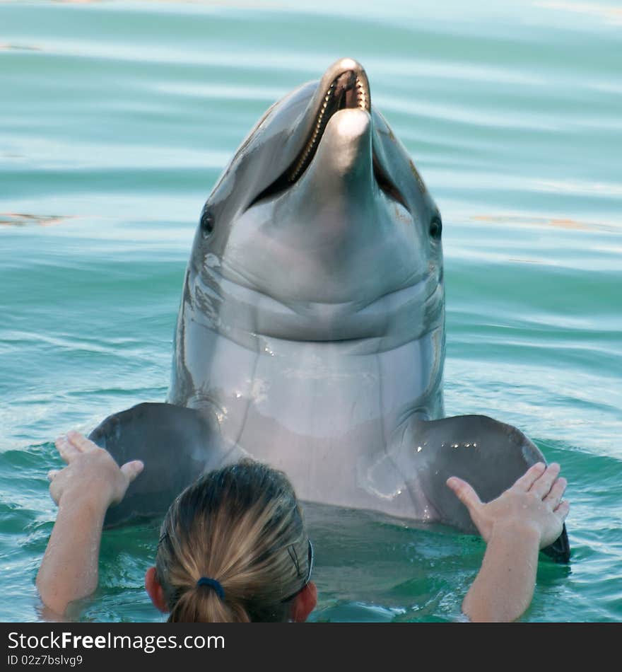 Shanking hands with a Dolphin playing in the water. Shanking hands with a Dolphin playing in the water