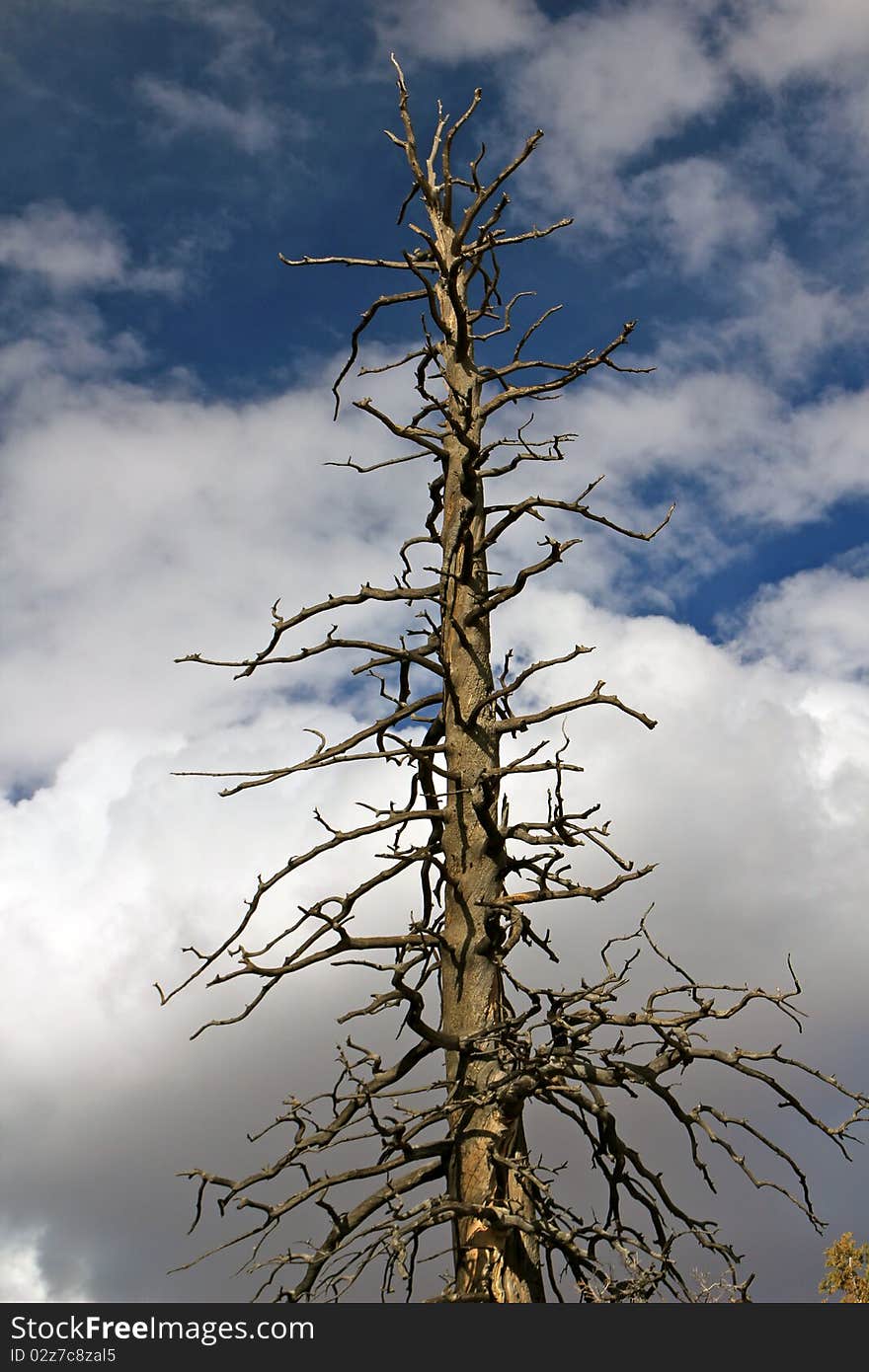 An old dead tree after a fire. An old dead tree after a fire