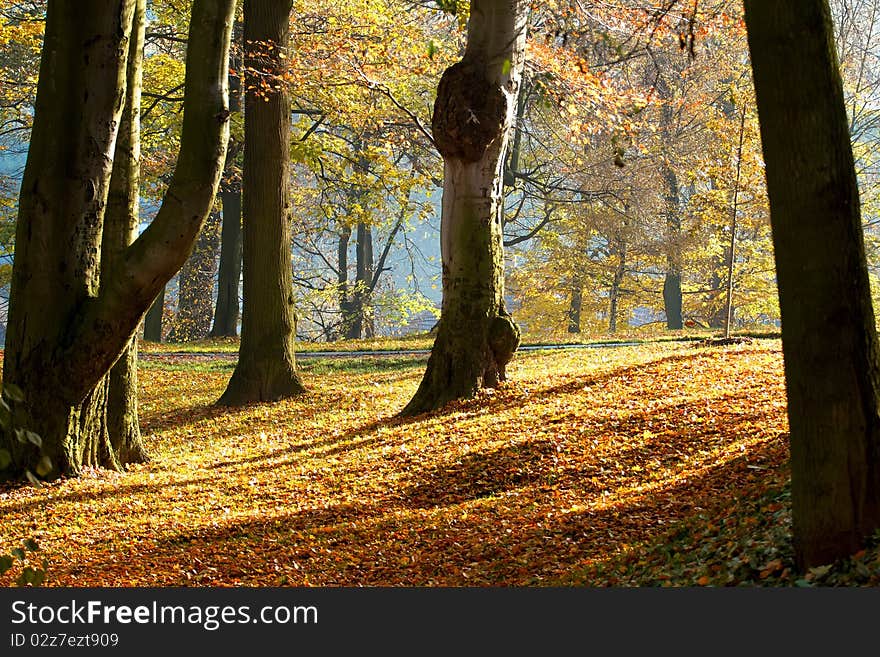 Autumn morning with sun and shadows in park