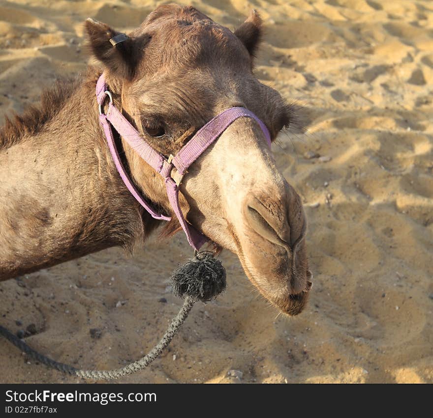 Portrait of a sitting camel