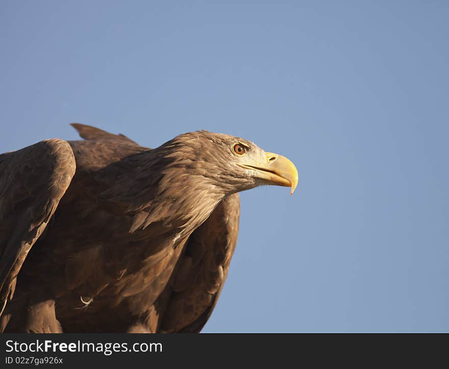 Big brown eagle