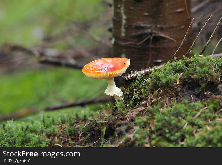 Fly agaric on the forest floor