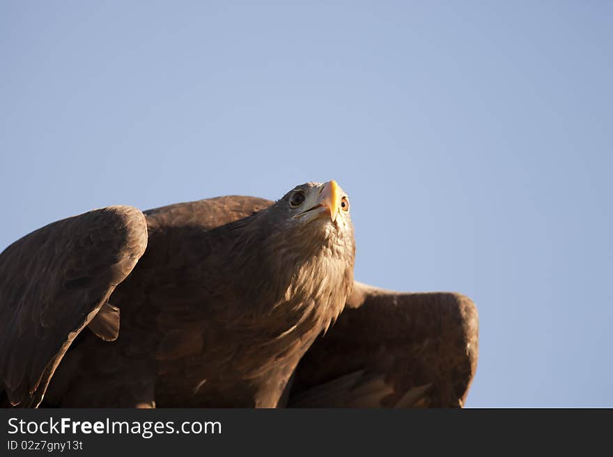 Big brown eagle