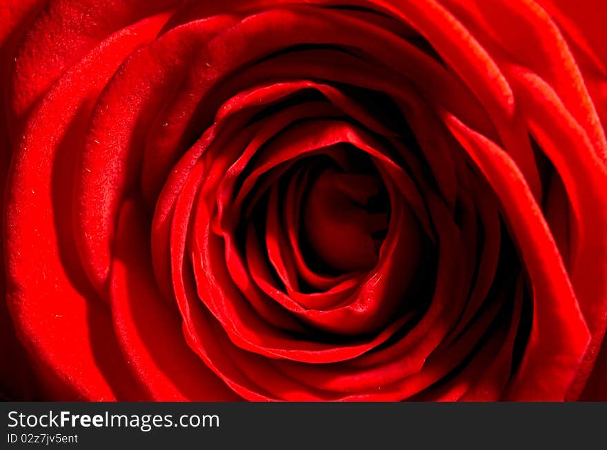 A red rose of the Dynasty sort. Closeup shot. A red rose of the Dynasty sort. Closeup shot.