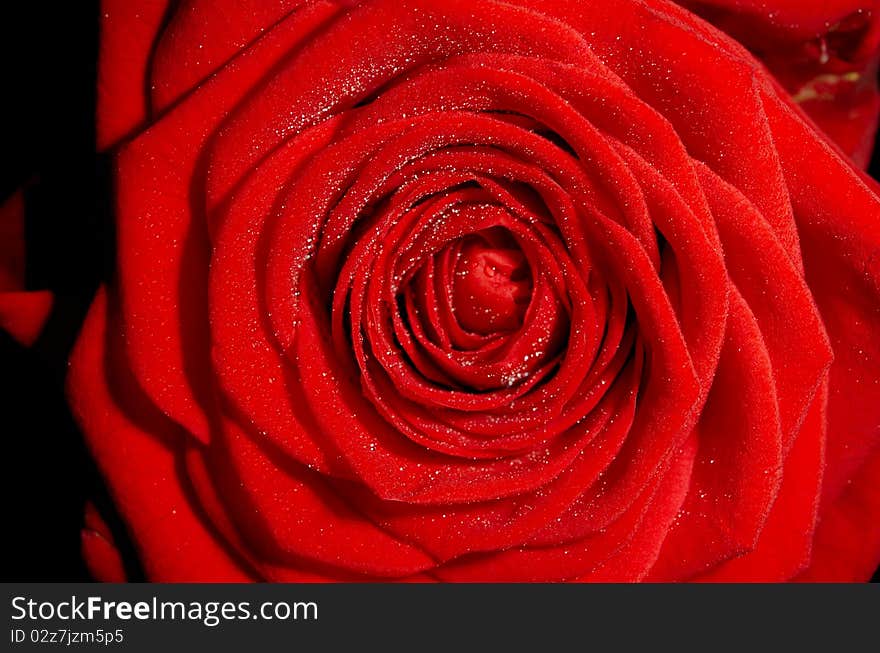 A red rose of the Dynasty sort with small droplets of water on it. Macro shot. A red rose of the Dynasty sort with small droplets of water on it. Macro shot.