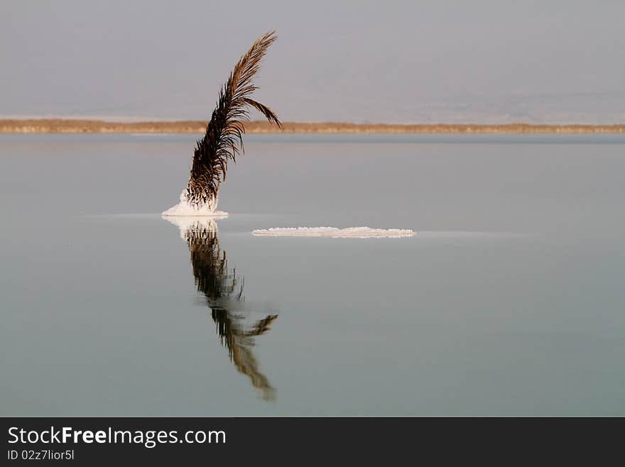 A palm tree leaf in the middle of the dead sea