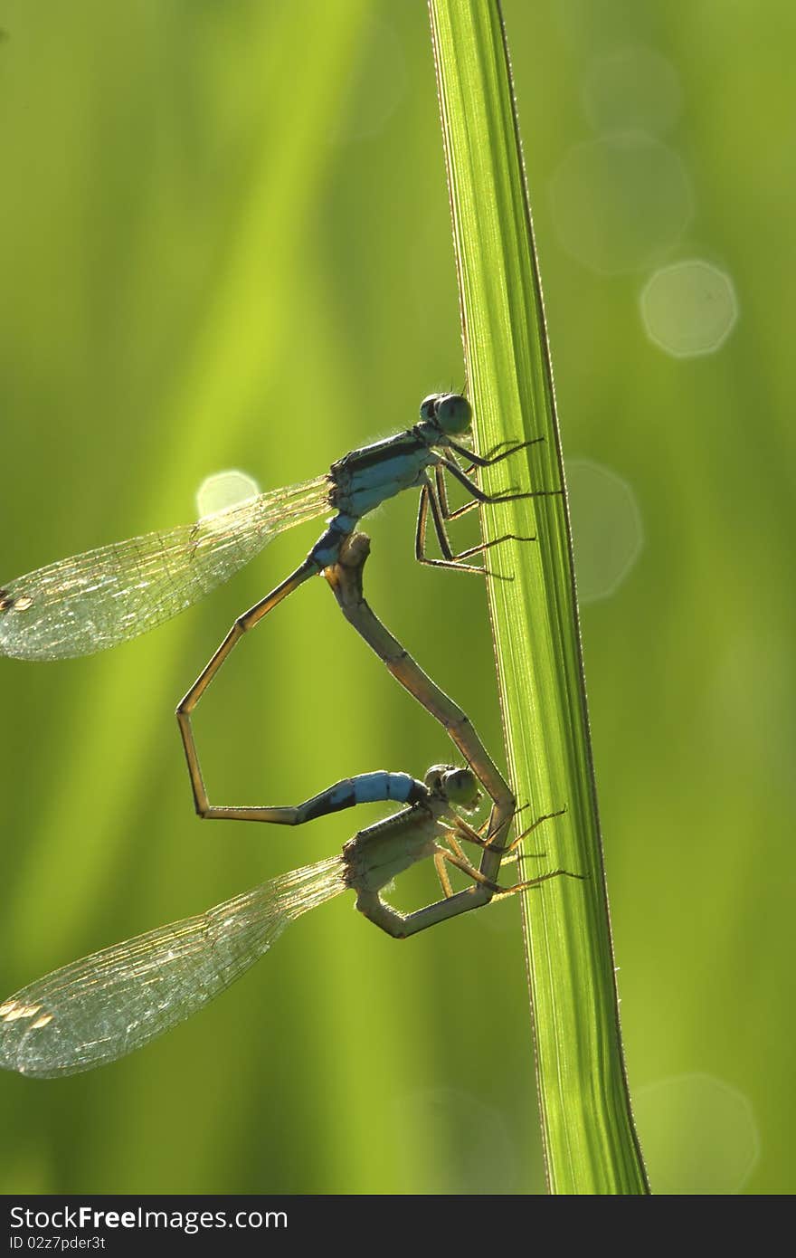 Breeding Damselflies