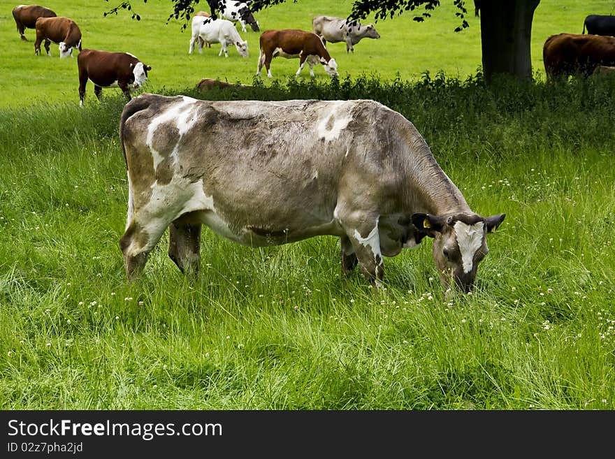 Lovely Cow Feeding