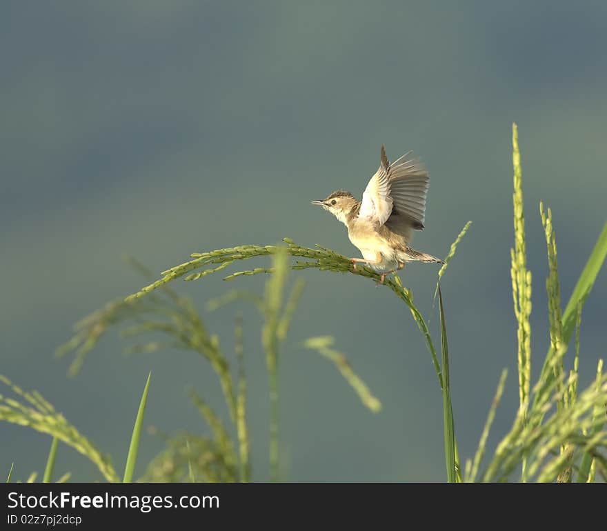 A lone bird perched on a stalk of rice. A lone bird perched on a stalk of rice.