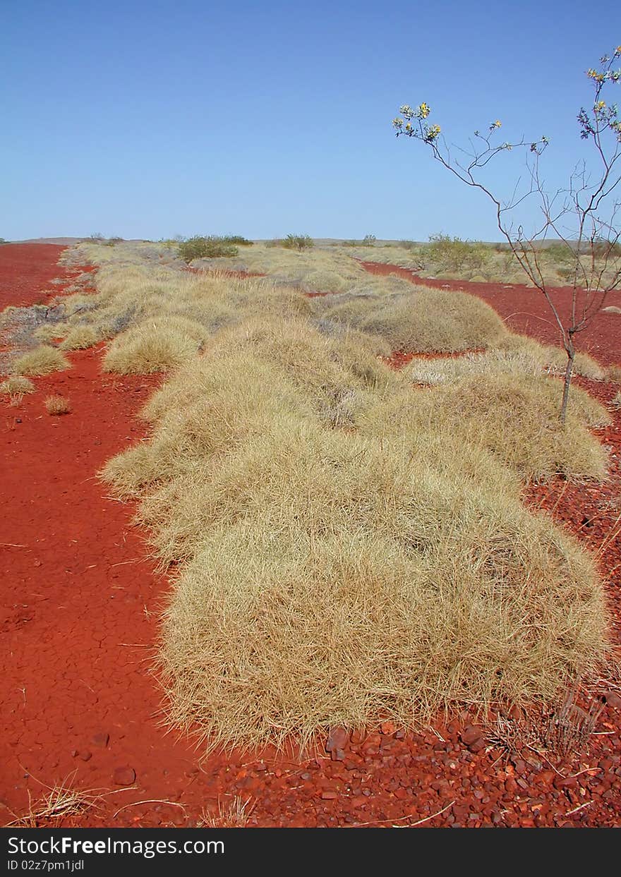 Hard spinifex with sharp pointed leaves in hummock formations in arid desert country. Hard spinifex with sharp pointed leaves in hummock formations in arid desert country.