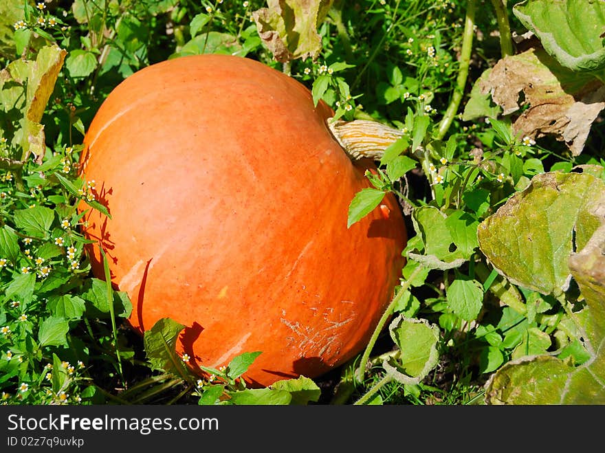 Orange pumpkin