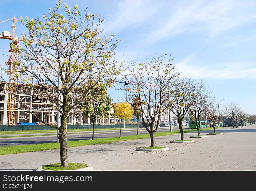 Row of trees on sidewalk