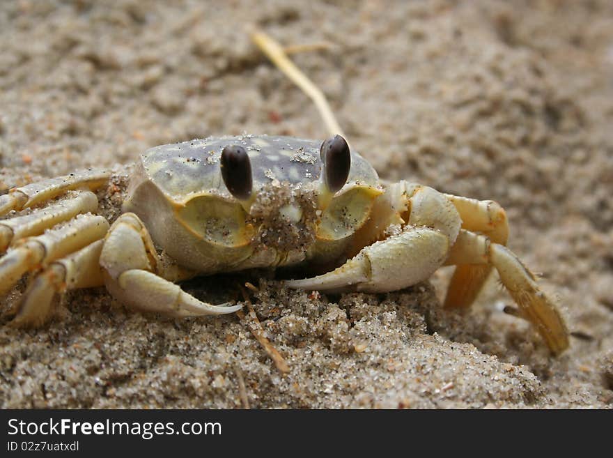 Sand crab crawling on the beach